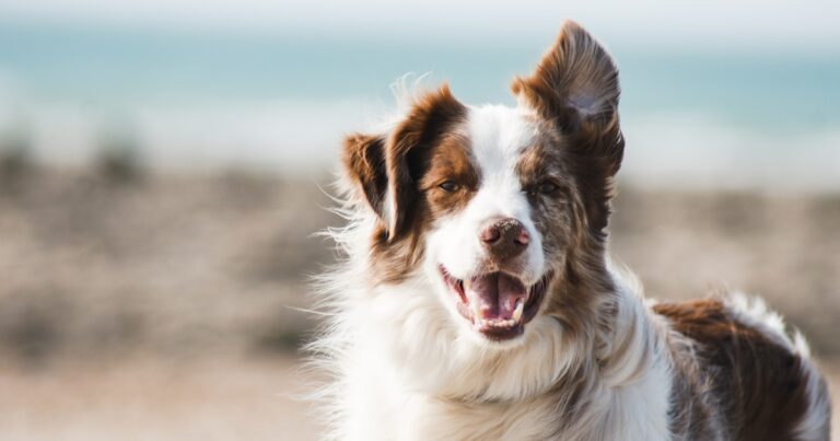 How to Make Money Walking Dogs: The Rover and Wag Guide for Beginners